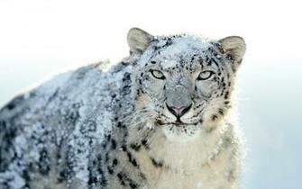 Apple Leopard Wallpaper