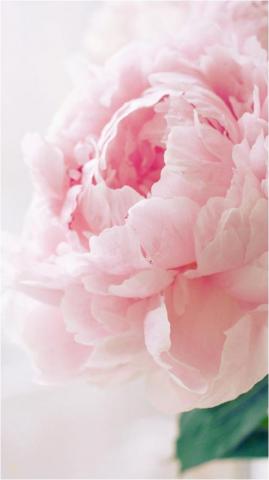 Pink Peonies Ideas Pretty Flowers