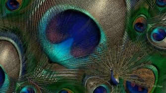 Peacock Feather Design Wallpaper Feathers
