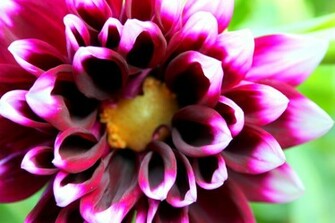 Beauty Purple Dahlia Wallpaper Pin It