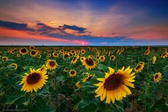 Wallpaper Field Usa Denver Sunset Desktop