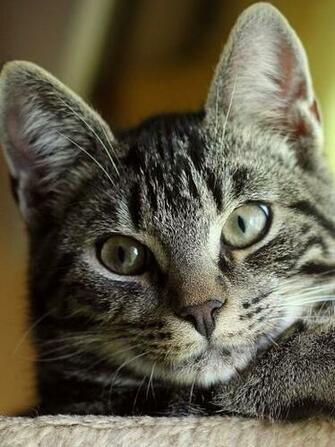 Cute Cat Close Up iPad Wallpaper