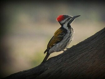 Woodpecker Wallpaper