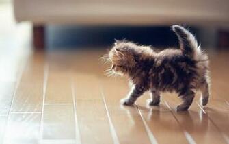 Kitty Cat Wallpaper