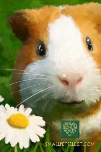 Guinea Pig Wallpaper Screensaver For Your Pc Mac iPad Cell Phone
