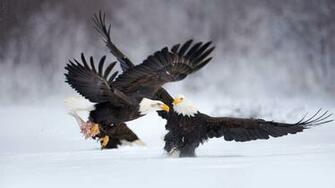 Bald Eagle