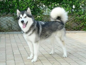 Alaskan Malamute Wallpaper Pictures Pics Photos Image