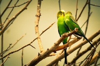 Beautiful Love Birds Wallpaper