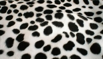 Dalmatian Wall Wallpaper
