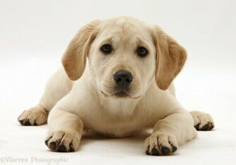 Yellow Labrador Retriever Puppy White Background Jpg