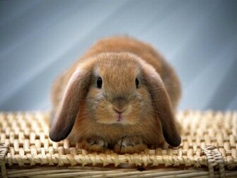 Cute Baby Rabbits HD Wallpaper In Animals Imageci