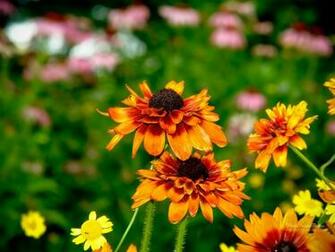 Source Url Smscs Photo Fall Html