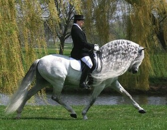 Top Dressage Wallpaper