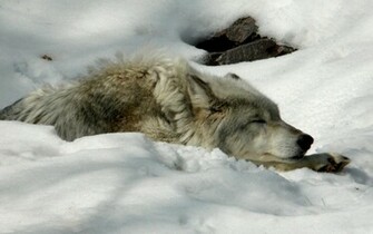Description Animals Beautiful Wolf Wallpaper
