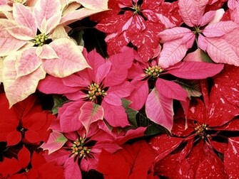 Blooming Poinsettias Wallpaper HD