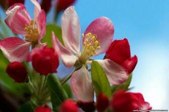 Valentines Day Flowers Valentine Flower Wallpaper