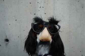 Funny Wallpaper Pictures Image Stock