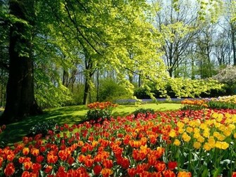 Withered Flower Blooming Again Breeze Shook The Sun Is