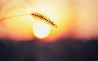 Sun Wallpaper