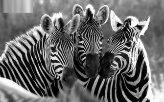 Zebra Wallpaper Pink Print Background