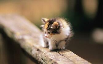 Kittens Image Pretty In Yard Wallpaper Photos