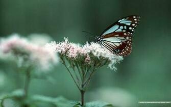 Butterfly Wallpaper Close Up Photos Of Butterflies Wings