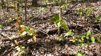 Morel Hunt O Rama By Wartydeathcap