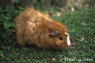 Baby Guinea Pig Wallpaper Picture