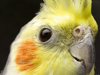 HD Cockatiel Wallpaper