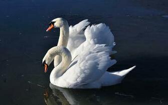 Mute Swan Computer Wallpaper Desktop Background Id