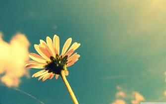 Cute Summer Flower Wallpaper Photography Photo Shared By