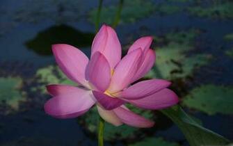 Lotus Flower Mac Wallpaper
