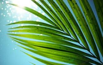 Majestisc Palm Tree Leaf Widescreen Wallpaper Wide Net