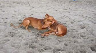 Hound Dogs On The Beach Wallpaper HD