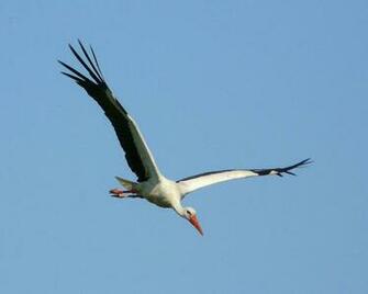 Stork Wallpaper