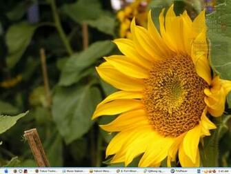My Desktop Wallpaper For Now Been Having The Old Dull One Far Too