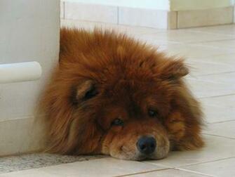 Pics Photos Chow Dog Wallpaper Jpg