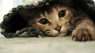 Cat 4k Wallpaper