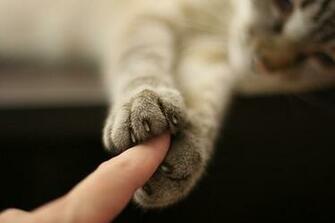 Cats Cat Paws Wallpaper