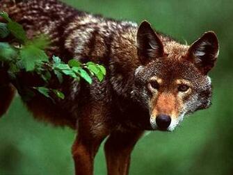 Coyote Wallpaper