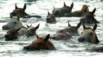 Chincoteague Pony Dies In Accident At Carnival Grounds During