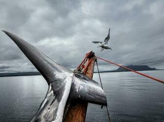 Viking Whalers