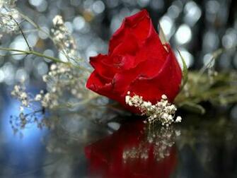 Desktop Wallpaper Of Wedding Red Rose Computer