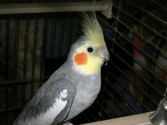 Cockatiel Wallpaper