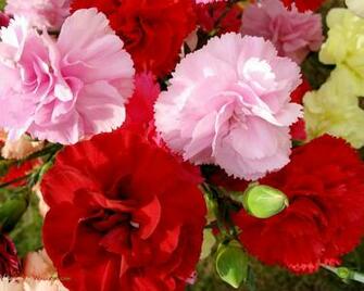 Flowers Amp Planets Carnation Flower Wallpaper