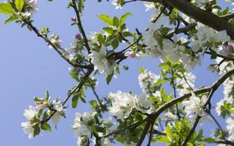 Apple Tree Branches Wallpaper