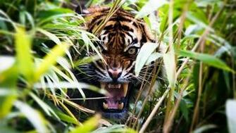 Animales Todo Tipo De Tigres