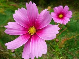 Categories Daisies Flowers Plants Here S A Nature Wallpaper Of