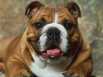 Bulldog Wallpaper Fun Animals Wiki Videos Pictures Stories