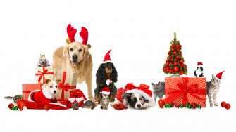 Desktop Wallpaper Border Collie Dogs Cats New Year Winter Hat Gifts